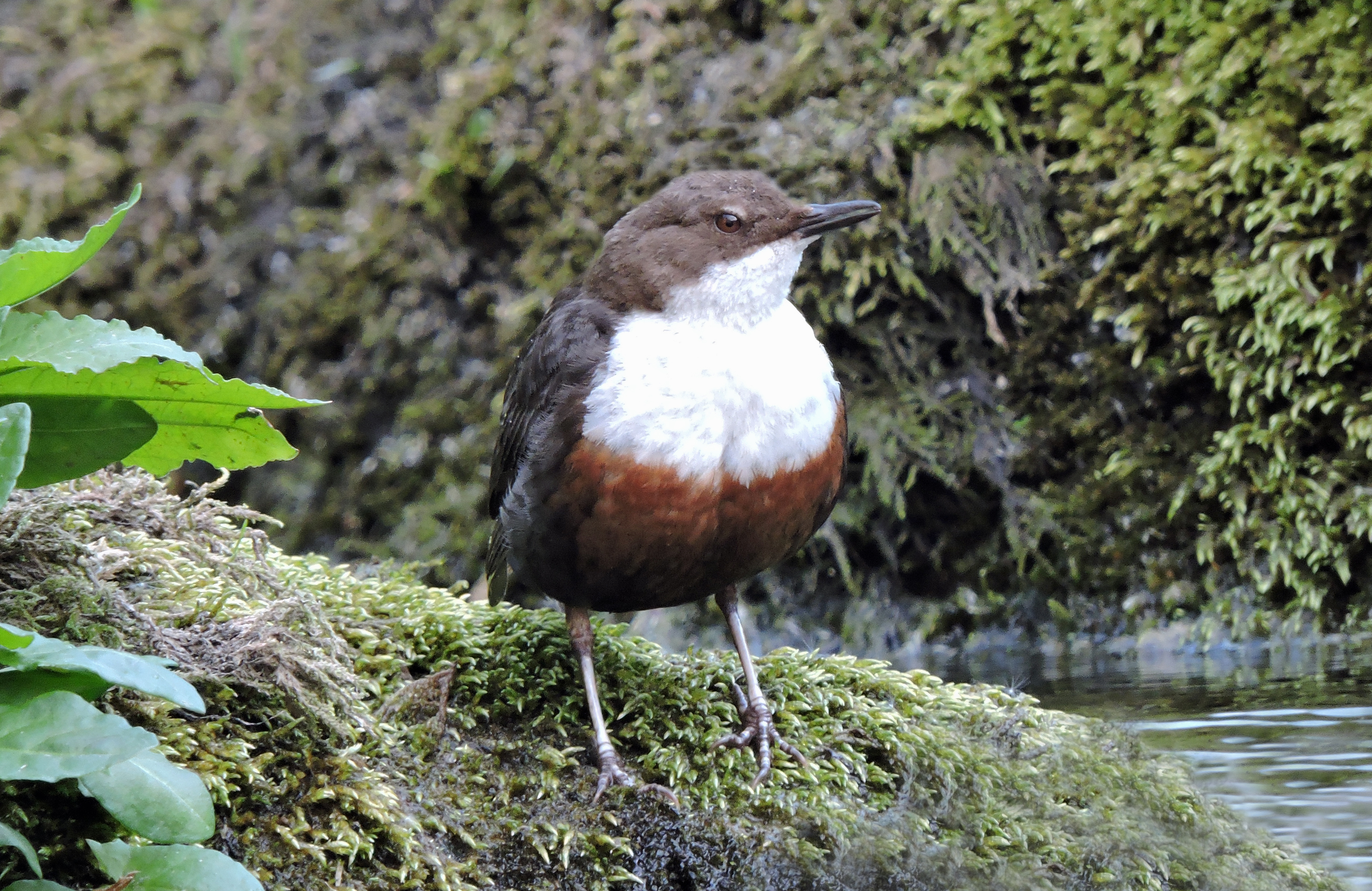 DIPPER Bill Bagley Photography